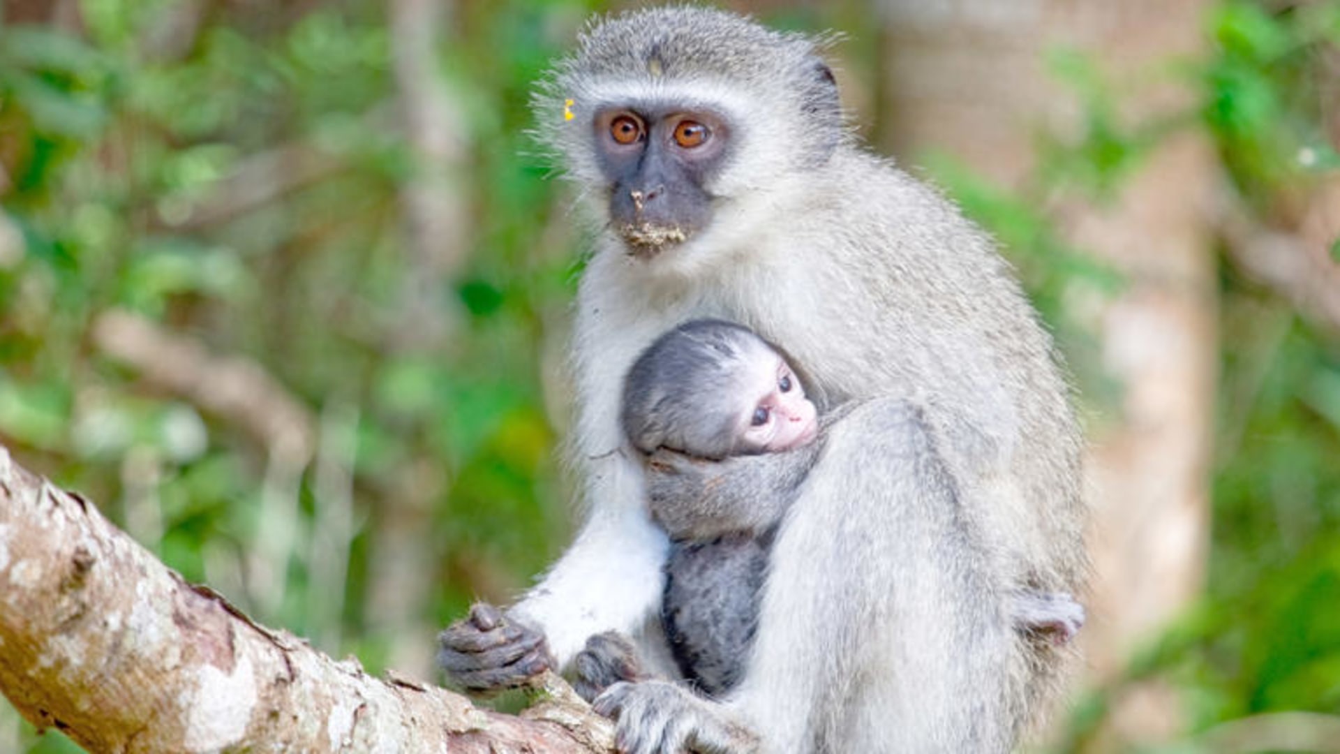 Südafrika - Entlang der Garden Route zu den Big Five